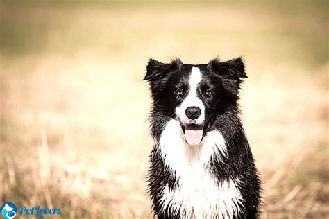 when do border collies shed.